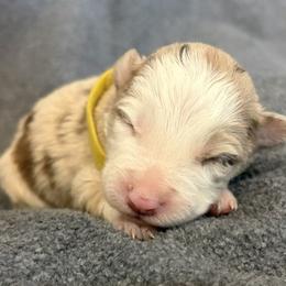 Girl 2 - Red merle female Border Collie puppy in Shawnee, Oklahoma from Cross K Working Collies - Pure Bred Border Collies