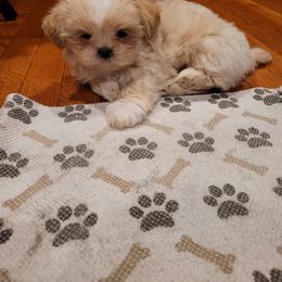 Shih Tzu Puppies from N.F.S.T Imperial ShihTzu Puppies.