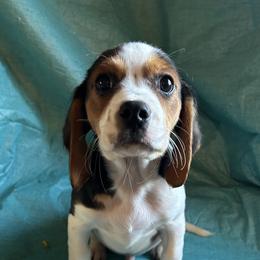 Beagles, Cavalier King Charles Spaniels, and Maltipoos from Linda's Puppies