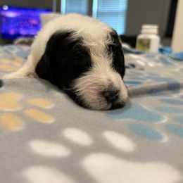 Goldendoodle and Poodle Puppies from Southern Stroll Poodles & Doodles