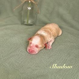 Shadow - Caramel ice male Australian Labradoodle puppy in Ponchatoula, Louisiana from Cajun Land Doodles