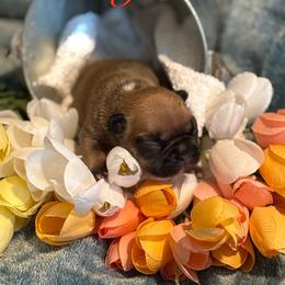 Hickory - Fawn male French Bulldog puppy in Newport, Oregon from Blue Coast Bulldogs