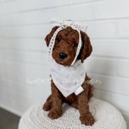 Kanga - Red  female Goldendoodle puppy in Roanoke Rapids, North Carolina from Sweeter than Honey Doodles