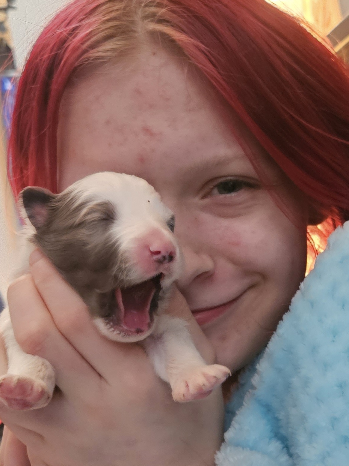 Shetland Sheepdog Puppies from Henotic Homestead's Shetland Sheepdogs