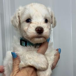 Elsie- Blue Girl - White female Miniature Schnauzer puppy in Oneonta, Alabama from Murphree Valley Kennels
