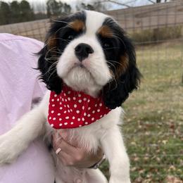 Boy 2 - Cavalier King Charles Spaniel puppy from Southern Valley Cavaliers