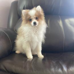Maverick - Chocolate sable male Pomeranian puppy in Stuart, Virginia from Lil Aussie Posse