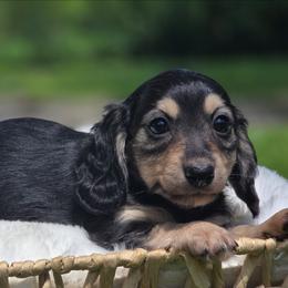 Bliss - Black and cream female Dachshund puppy in Mcminnville, Tennessee from Red Barn Farms Minis