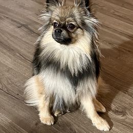 Scarlet - Pomeranian