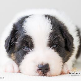 Australian Shepherd Puppies from RemEmber Australian Shepherds