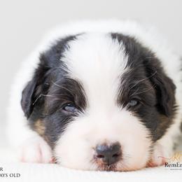 Australian Shepherd Puppies from RemEmber Australian Shepherds