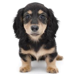 PRADA- AKC Import Lines - Black and cream female Dachshund puppy in Coweta, Oklahoma from Sunnyside Dachshunds