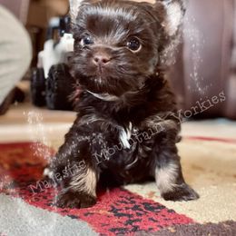 Yorkshire Terrier Puppies from Majestic Mountain Yorkies