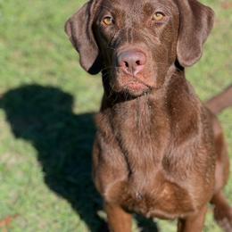 Ridge - Labrador Retriever