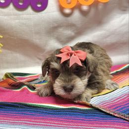 Kitt - Liver female Miniature Schnauzer puppy in Huntington, Utah from Schnauzers on Robinson Lane