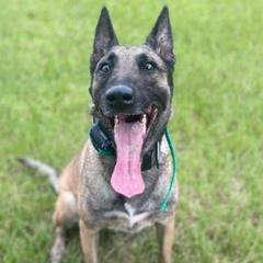 Belgian Malinois and Rottweilers from Veteran Nation K9s