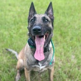 Belgian Malinois and Rottweilers from Veteran Nation K9s
