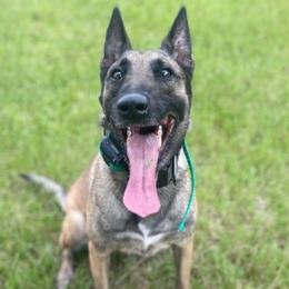 Belgian Malinois and Rottweilers from Veteran Nation K9s