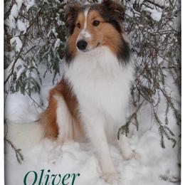 Oliver - Shetland Sheepdog