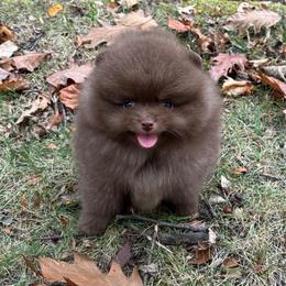 Chocolate Drop - Chocolate male Pomeranian puppy in Youngstown, Ohio from Peachy Pomeranians