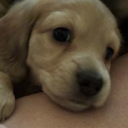 Maverick - Cream male Dachshund puppy in New Smyrna Beach, Florida from J & L Mini D’s