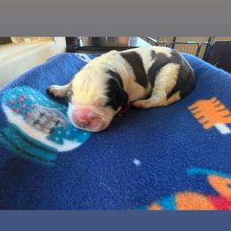 Rosie - Brown and white female Saint Bernard puppy in Ramona, California from Buendias Ranch Saint Bernards & Bernese Mountain Dogs