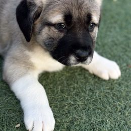 Anatolian Shepherd Dog Puppies from WanderDogs.Co