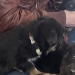 Mint Girl - Black and red female German Shepherd puppy in Rolesville, North Carolina from Ransomshire Shepherds