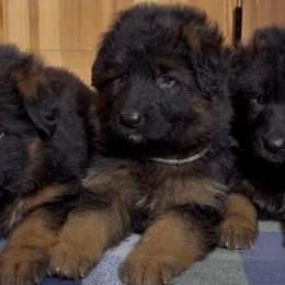 Couersy - Black and red female German Shepherd puppy in Lexington, Virginia from Buffelbach Farmstead Shepherds