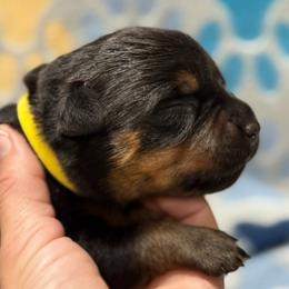Girl 2 - Black and mahogany female Rottweiler puppy in Newfoundland, Pennsylvania from Poconopaws