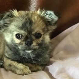 Companion Crosses from Posh Pets of Oklahoma