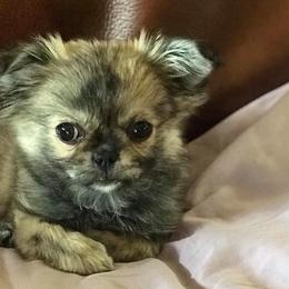 Companion Crosses from Posh Pets of Oklahoma