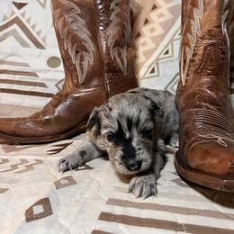 Birdie - Blue merle female Australian Shepherd puppy in Rose Hill, North Carolina from Motega Australian Shepherds