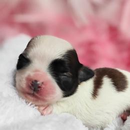 Stormy - Black and tan female Chihuahua puppy in Wayland, Michigan from MI Chihuahua