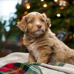 Aspen - female Australian Mountain Doodle puppy in Cortez, Colorado from Sassy Pants Pups