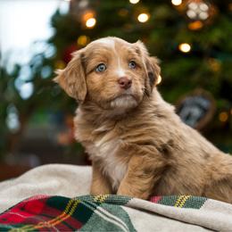 Aspen - female Australian Mountain Doodle puppy in Cortez, Colorado from Sassy Pants Pups