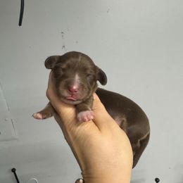 Girl 1 - Chocolate and cream female Dachshund puppy in Fredericksburg, Indiana from Blue River Mini Dachshunds