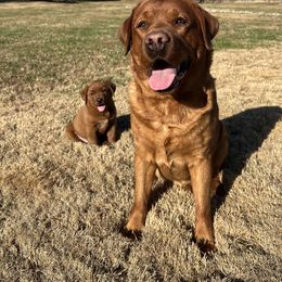 Labrador Retriever Puppies from Copper Clover Labradors