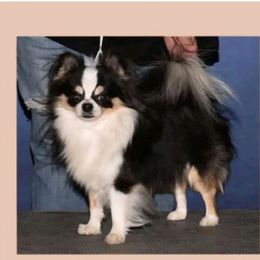 Fats - Chihuahua