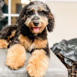Zara - Aussiedoodle