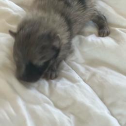 Girl 1 - Blue merle and tan tri female Pomeranian puppy in Brentwood, California from Royalpawpoms