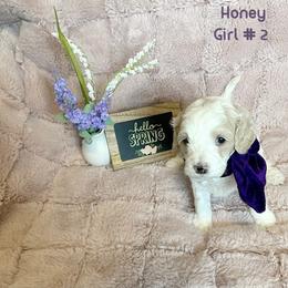 Cavapoo Puppies from Parke Cavapoo’s