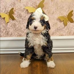 Elsa - Red female Bernedoodle puppy in Russell Springs, Kentucky from 270 Doodles