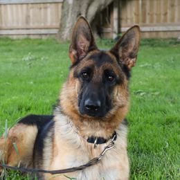 Veda - German Shepherd