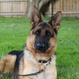 Veda - German Shepherd