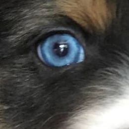 Australian Shepherd Puppies from Black Canyon Corral Aussies