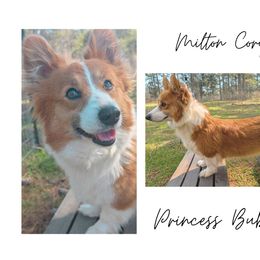 Princess Bubblegum - Pembroke Welsh Corgi