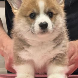 Pembroke Welsh Corgi Puppies from Signature Corgis
