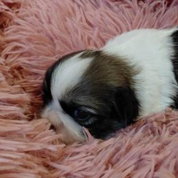 Shih Tzus from Reed Ranch Shih-tzus