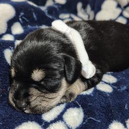Lyra Guardian or Pet Home - Black and silver female Miniature Schnauzer puppy in Atascadero, California from Zion Miniature Schnauzers